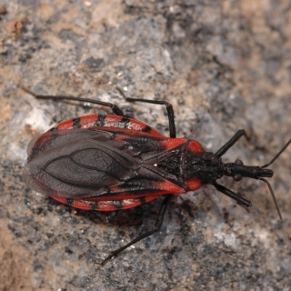 Triatoma rubrovaria