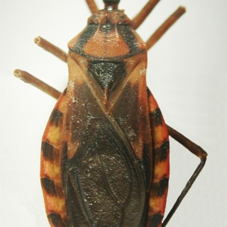 Panstrongylus tupynambai