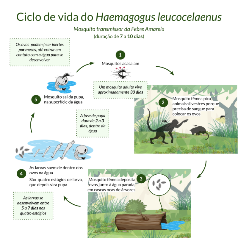 Ciclo de vida do Haemagogus leucocelaenus