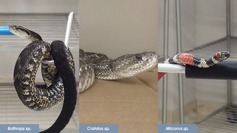 cobras