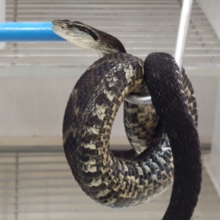 Bothrops jararaca jararaca