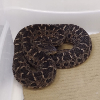 Bothrops pubescens jararaca pintada