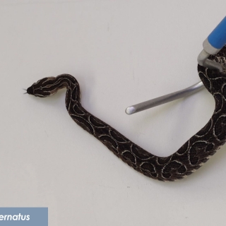 Bothrops alternatus cruzeira 2
